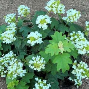 White Oakleaf Hydrangea Bush Shrub Tree Live Plant, Perennial White