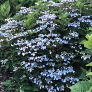 Alternative view of Tuff Stuff Ah-Ha Mountain Hydrangea Bush Rebloomer