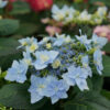 Hydrangea Tuff Stuff Ah Ha