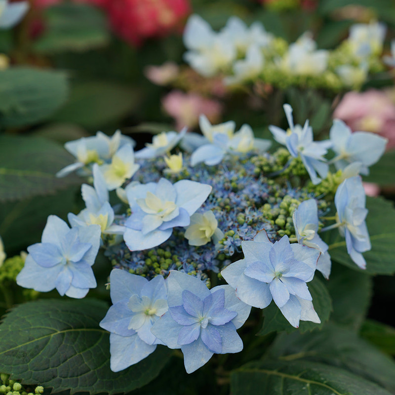 Hydrangea Tuff Stuff Ah Ha