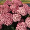 Incrediball Blush Hydrangea Perennial Huge Flowers