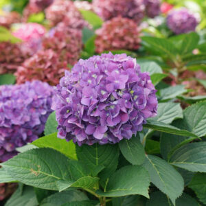 Alternative view of Let's Dance Iarriba! Bigleaf Hydrangea