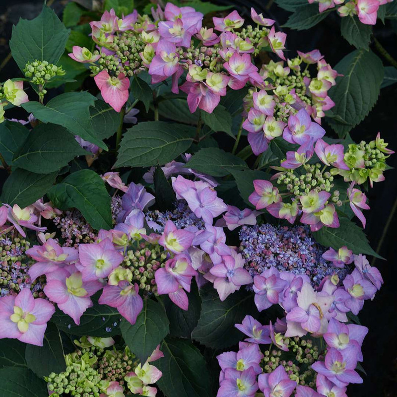 Let's Dance Can Do! Ppaf Hydrangea Bush - Image 2