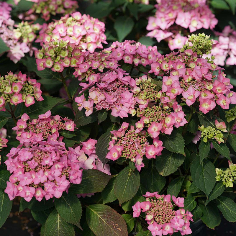 Let's Dance Can Do! Ppaf Hydrangea Bush - Image 3