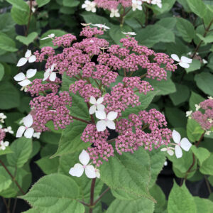 Alternative view of Invincibelle Lace Smooth Hydrangea Pink Blooms