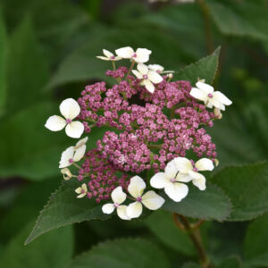 Invincibelle Lace Smooth Hydrangea Pink Blooms