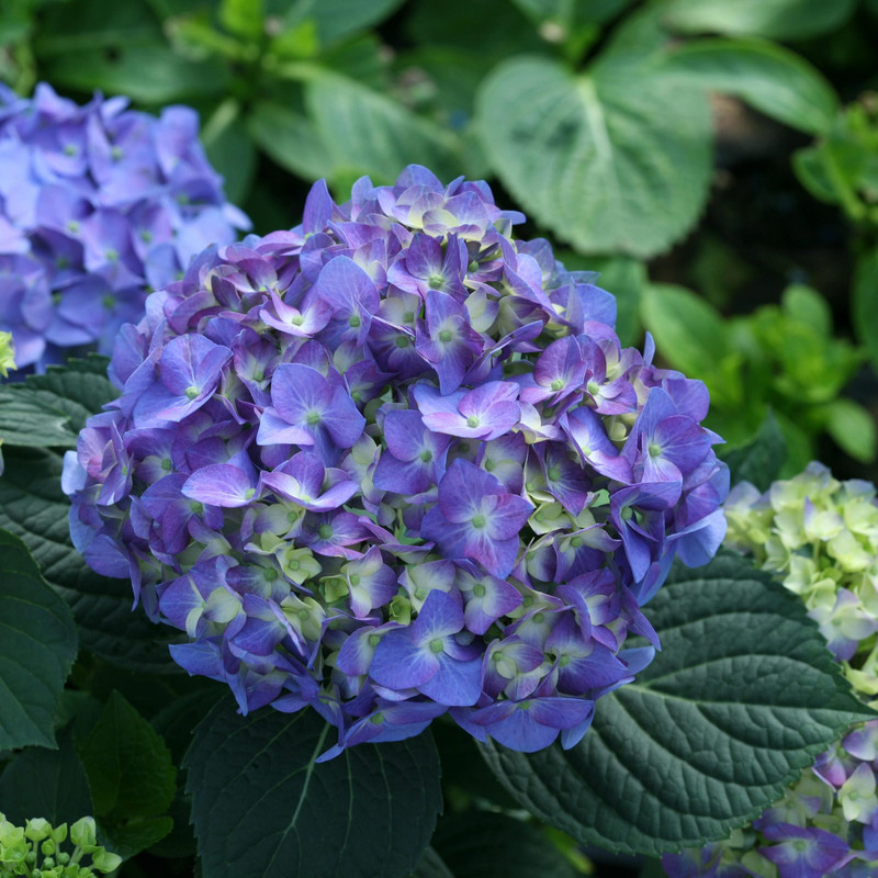 Let's Dance Blue Jangles Reblooming Hydrangea - Image 4