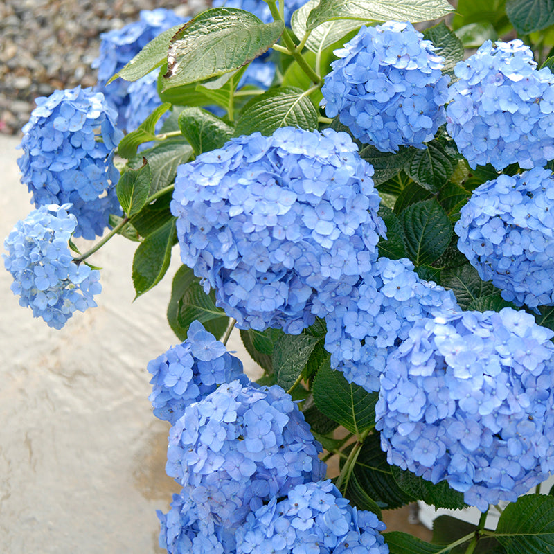 Let's Dance Blue Jangles Reblooming Hydrangea - Image 2