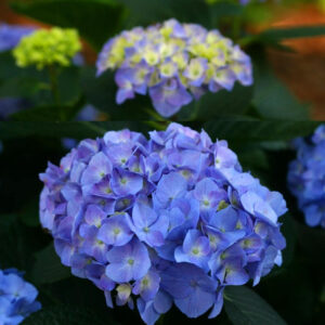 Let's Dance Blue Jangles Reblooming Hydrangea