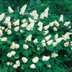 Snow Queen Oakleaf Hydrangea White Blooms
