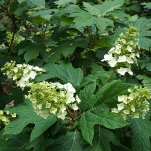 Alternative view of Snow Queen Oakleaf Hydrangea White Blooms