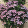 Tiny Tuff Stuff Mountain Hydrangea
