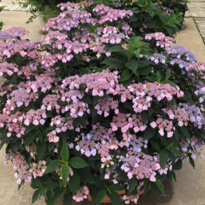 Tiny Tuff Stuff Mountain Hydrangea