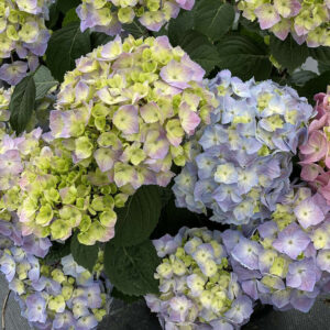 Let's Dance Sky View Hydrangea Reblooming