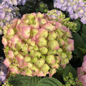 Alternative view of Let's Dance Sky View Hydrangea Reblooming