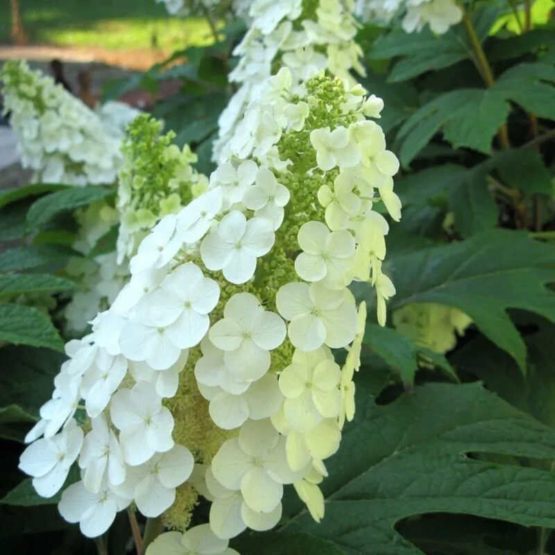 Gatsby Gal Oakleaf Hydrangea - Image 5