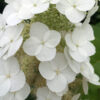 Gatsby Moon Oakleaf Hydrangea