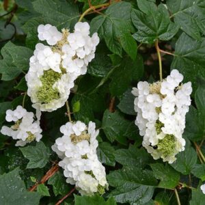 Alternative view of Gatsby Gal Oakleaf Hydrangea