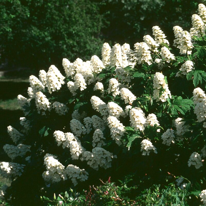 Gatsby Gal Oakleaf Hydrangea