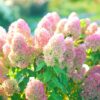 Quick Fire Fab Panicle Hydrangea