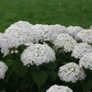 Invincibelle Wee White Hydrangea