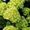 Green Hydrangea Live Plant - 1 Year Old Tree