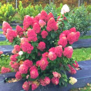 Alternative view of Fire Light Hydrangea Paniculata
