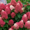 Fire Light Hydrangea Paniculata
