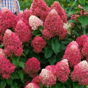 Fire Light Hydrangea Paniculata