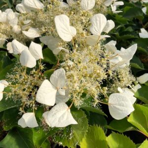 Alternative view of Flirty Girl False Hydrangea Schizophragma