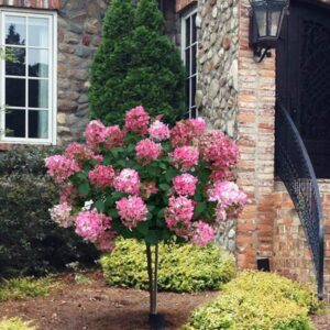 Alternative view of Gatsby Pink Hydrangea