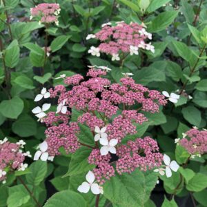 Alternative view of Tuff Stuff Red Hydrangea
