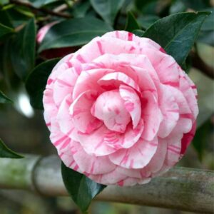 Alternative view of Tri Color Camellia