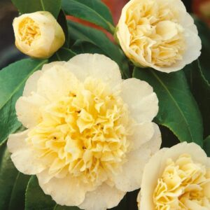 White Yellow Camellia