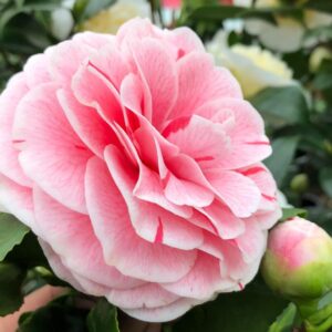 Alternative view of Dad's Pink Camellia
