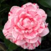 La Peppermint Camellia