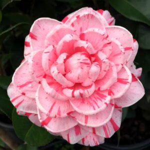 La Peppermint Camellia