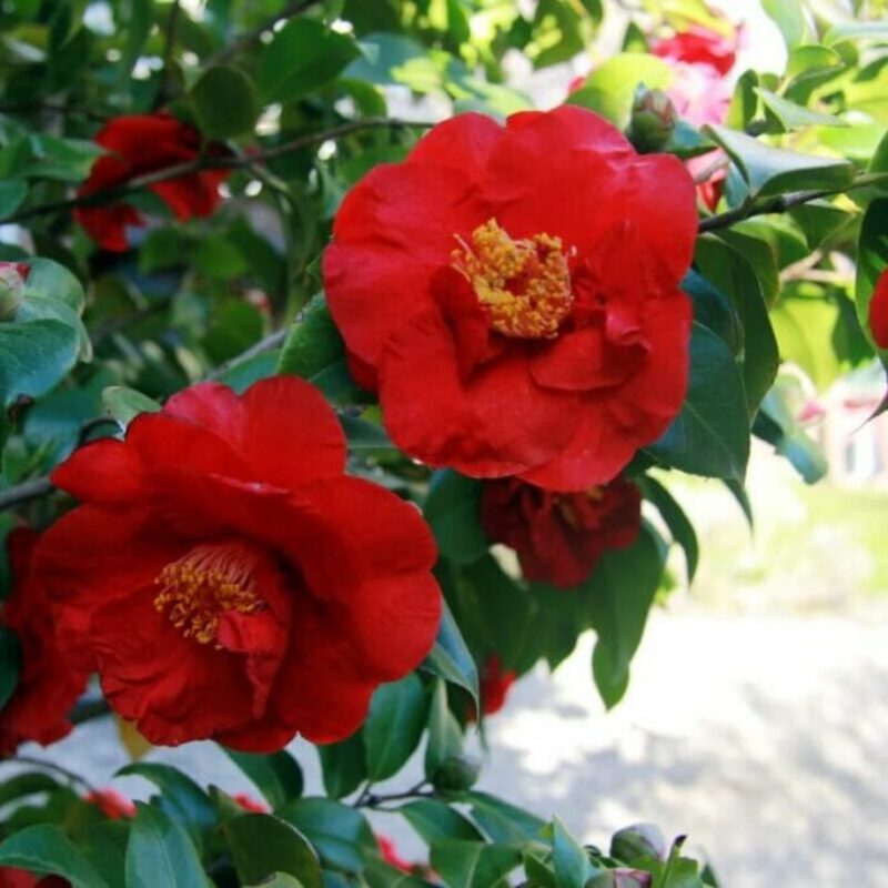 Kramer's Supreme Camellia - Image 4