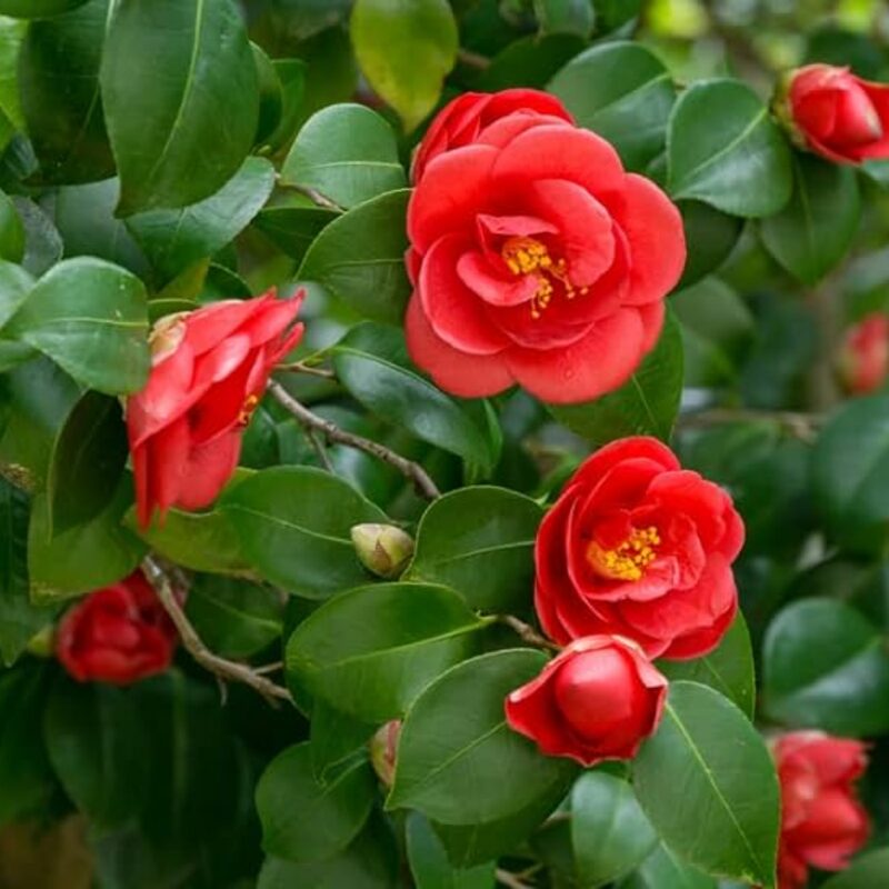 Kramer's Supreme Camellia - Image 2