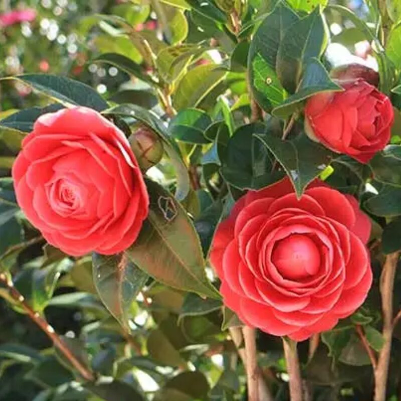 Kramer's Supreme Camellia - Image 3