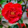 Kramer's Supreme Camellia
