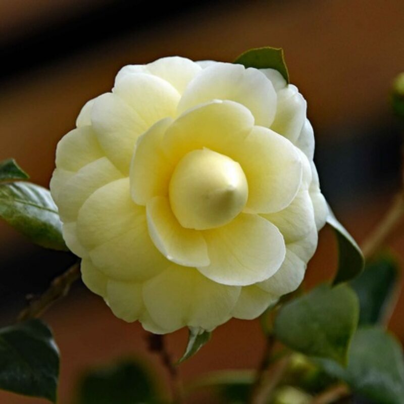 Lemon Glow Camellia – Flowering Evergreen Shrub with Pale Yellow Blooms – Full to Partial Shade - Image 4
