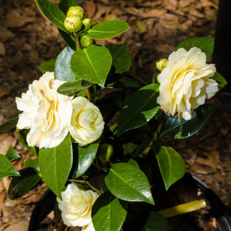 Lemon Glow Camellia – Flowering Evergreen Shrub with Pale Yellow Blooms – Full to Partial Shade - Image 2