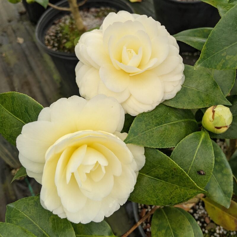 Lemon Glow Camellia – Flowering Evergreen Shrub with Pale Yellow Blooms – Full to Partial Shade - Image 3