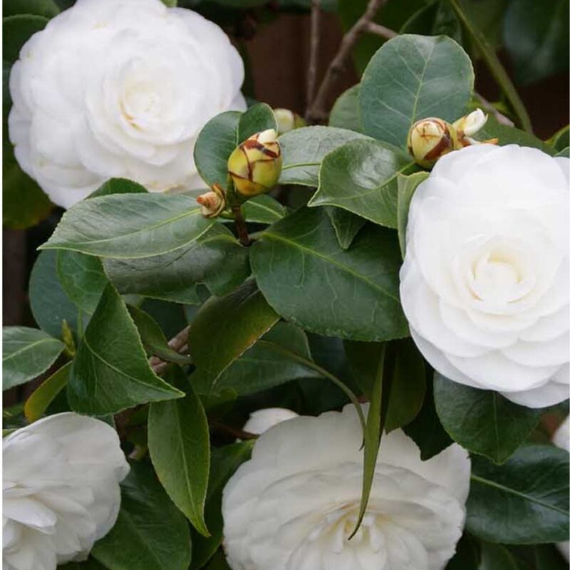 Victory White Camellia - Image 4