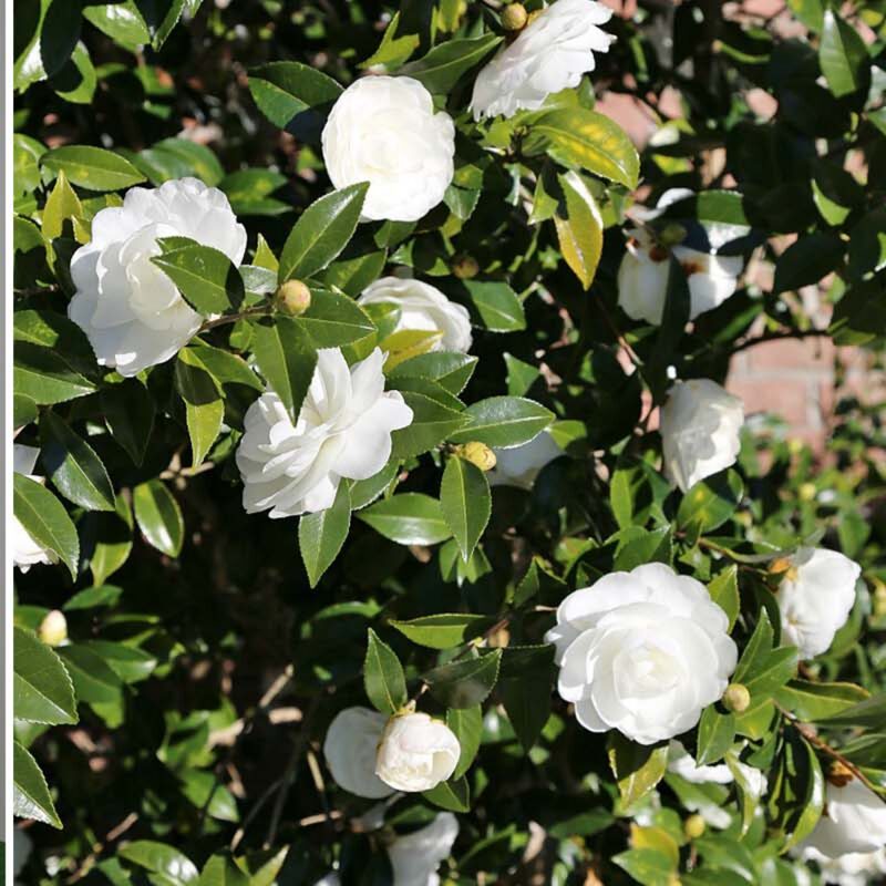 Victory White Camellia - Image 3