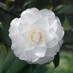 Alternative view of Victory White Camellia