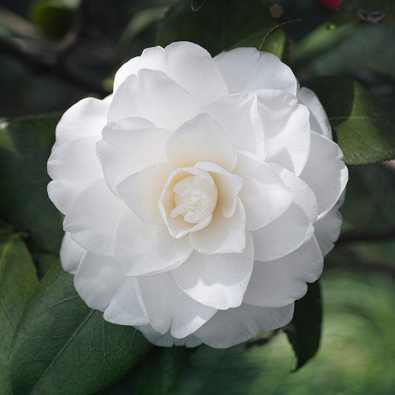 Victory White Camellia - Image 2