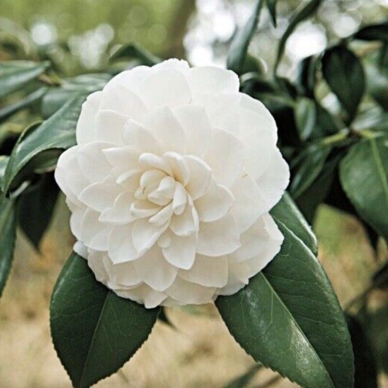 Victory White Camellia