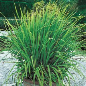 Lemongrass Stalks Bulk